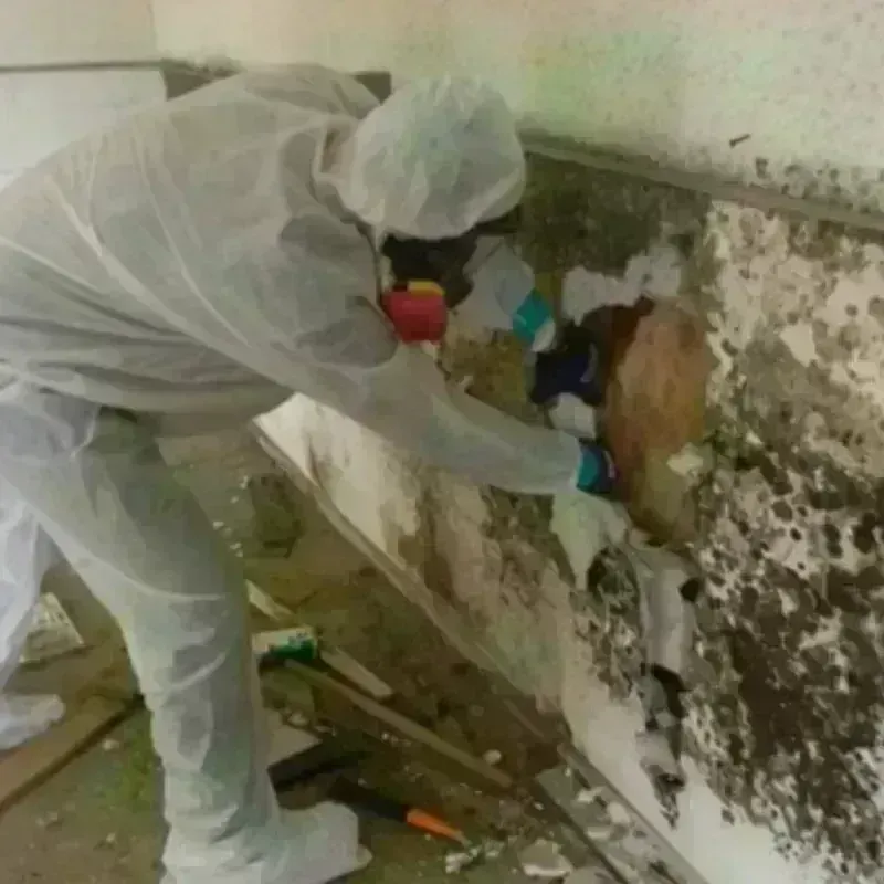 Mold Remediation and Removal in Berks County, PA